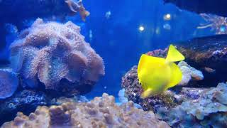 The Peculiar World of Under Sea Ocean Fish Life Under Water Aquarium 4K Satisfying Videos [upl. by Eniala]