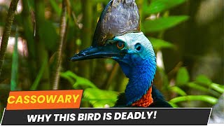 The Deadliest Bird Meet the Cassowary documentary wildlife animal cassowary wildlife [upl. by Eelorac]