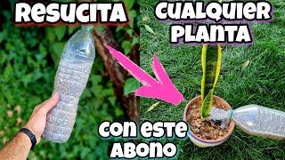 REVIVE cualquier PLANTA con este ABONO CASERO  Curar plantas ENFERMAS o SECAS  Huerto urbano [upl. by Arodasi]