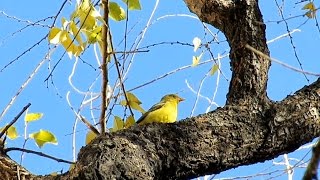 Western Tanager amp Blackthroated Blue Warbler in CIty Hall Park New York City [upl. by Kathy]