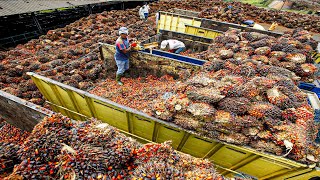 How Palm Oil Is Made In Factory  Palm Harvesting amp Processing Technology  Palm Oil Factory [upl. by Danita]