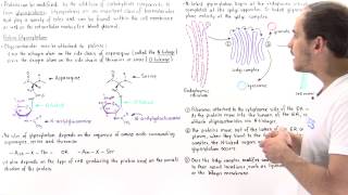 Glycosylation and Glycoproteins [upl. by Gurtner]