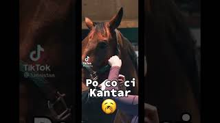 Nie wiem po co 🤣horsy konie equestrian horse horsefan [upl. by Je593]