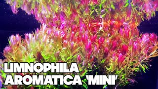 Limnophila Aromatica Mini  30 Gallon Planted Tank [upl. by Eleahcim]