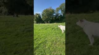 Jack Russell barking at a piece of wood [upl. by Hahcim]