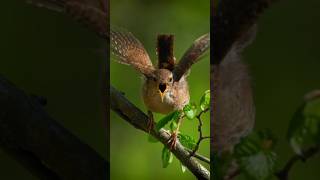 AMAZINGTHE EURASIAN WREN Troglodytes troglodytes [upl. by Taylor]