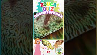 Qual Animal Muda de Cor para se Comunicar 🦑🐚 Quiz Educativo 22 educakidsbrasil educaquiz [upl. by Eiroc598]