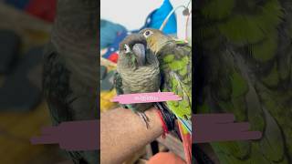 കിളിത്വം വേണം l My Pets mittu and Kallu  My companion parrottraining petbirds birds mypet [upl. by Mientao]