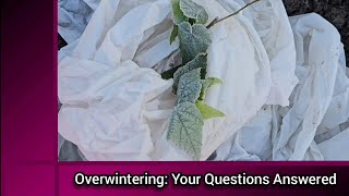 Overwintering Your Questions Answered [upl. by Rizika]