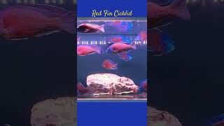 MMA Short  Red Fin Cichlid  Copadichromis borleyi Kodango cichlid malawicichlid africancichlid [upl. by Iegres]