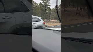 shorts Beautiful elks on Grand Canyon National Park roads in Arizona [upl. by Odraccir]