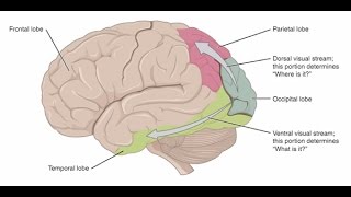 Cerebral Visual Impairment A BrainBased Visual Condition [upl. by Phares]