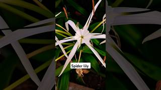 Hymenocallis a genus of plants in the family Amaryllidaceae [upl. by Neik688]