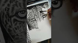 StepbyStep Leopard Pencil Drawing Tutorial [upl. by Coray648]