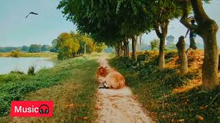 কোনো এক সকালে Kuno Ek Sokale BishonnoSofi official bangla audio [upl. by Ahsiela677]