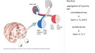 OSSM Neuro Chapter 10  The Lateral Geniculate Nucleus [upl. by Eisej300]