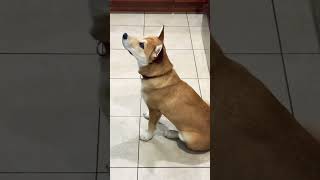 Shiba Inu Puppy follows the instructions cutedoglovers shibapuppy showlove dogtraining shorts [upl. by Nryhtak656]