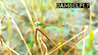 निसर्गातील एक सुदंर जीव  A beautiful creature in nature  Beautiful damselfly insect [upl. by Waylin837]