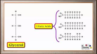 WCLN  Synthesis and hydrolysis of fats  Biology [upl. by Nilam]