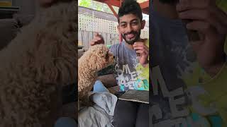 Dog Nail trimming telugu youtubeshorts shorts shortsvideo shortsfeed dogs animals love yt [upl. by Kearney996]