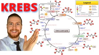 AEROBIC RESPIRATION The Krebs Cycle AQA ALevel Biology [upl. by Yrellav]