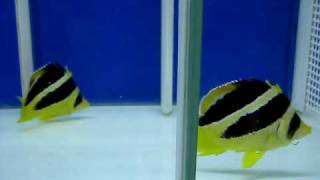 Mitratus Butterfly  Chaetodon Mitratus   Reborn Aquarium [upl. by Drucilla]