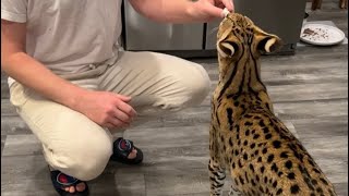 Serval Eating Mouse with added Vitamins [upl. by Turpin]