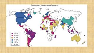 TOXOPLASMA GONDII [upl. by Oijres]