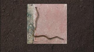 Heres how to deal with toxic hammerhead flatworms in your yard [upl. by Drawdesemaj]