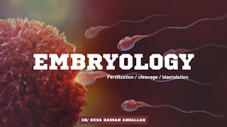 Embryology  Fertilization cleavage blastulation ⭐️ [upl. by Theona]