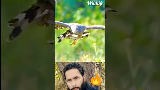 Eagle attacks wildlife shots [upl. by Mechelle759]