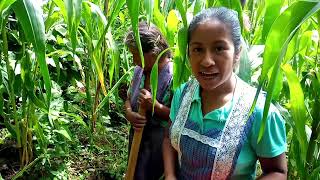 Sacando papas de la milpa con mi mamá los preparo con tasajo al sabor de mi rancho [upl. by Parry]