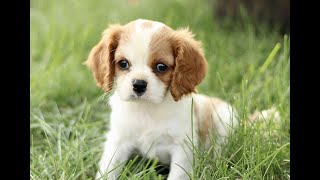 Cavalier King Charles Spaniel Puppies for Sale [upl. by Enitsua]