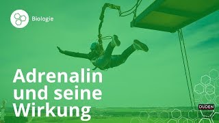 Was ist Adrenalin und wie wirkt es im Körper – Biologie  Duden Learnattack [upl. by Neelasor]