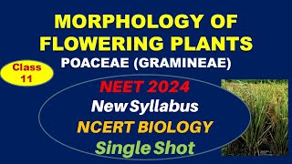 NEET 2024 New Syllabus  Morphology of Flowering Plants Class 11  Poaceae or Gramineae  Target 360 [upl. by Ennayar]