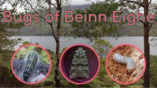 Invertebrate collecting in Beinn Eighe [upl. by Pauli]