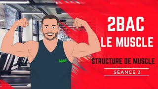 Le Muscle Séance 2  Structure et Ultrastructure de Muscle [upl. by Nitram]