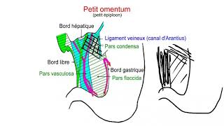 UE2 Anatomie Digestiveبالعربية  5 Anatomie de lEstomac  Part 2 [upl. by Dronski]