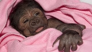 Baby Gorilla Born By Rare CSection at San Diego Zoo Safari Park [upl. by Dunning84]