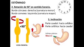 Embriología Sistema Digestivo [upl. by Dyrrej]