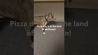 Pizza dog looks confused is he plottingfypdogloverssetlifepitbulls [upl. by Banna]