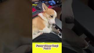 Funny videos Corgi past 9 dog corgi pets cute dogshorts funny cutedog doglover animals [upl. by Zebulen413]