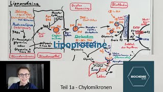 LIPOPROTEINE EINFACH ERKLÄRT  Chylomikronen HDL LDL Fettstoffwechsel Teil 3  Biochemie Now [upl. by Storm]