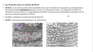 03102024  CLASE 37  BIOLOGIA  MEDICINA Y KINESIOLOGIA UNC  NOVIEMBRE 2024 [upl. by Adriano]