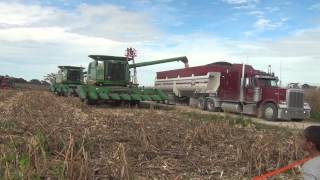 Mennonite unloading of corn at Harvest for Kids charity [upl. by Anilehcim79]