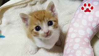 名前を覚えた子猫まや【瀬戸のまや日記】 Maya learned his name [upl. by Therese]