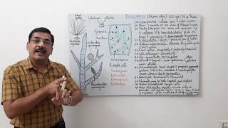 Ectocarpus1 General features thallus structure and growth [upl. by Emyle]