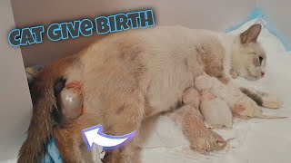 Cat Giving Birth to 5 Kittens  Siamese Lynx Point Kittens [upl. by Trista]