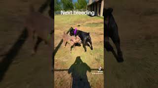 CANE CORSO breeding [upl. by Darryn]