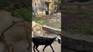 tamilshorts tamilstatus tamilnadu travelindia goat goats pondicherry puducherry travelvlog [upl. by Nemzzaj128]